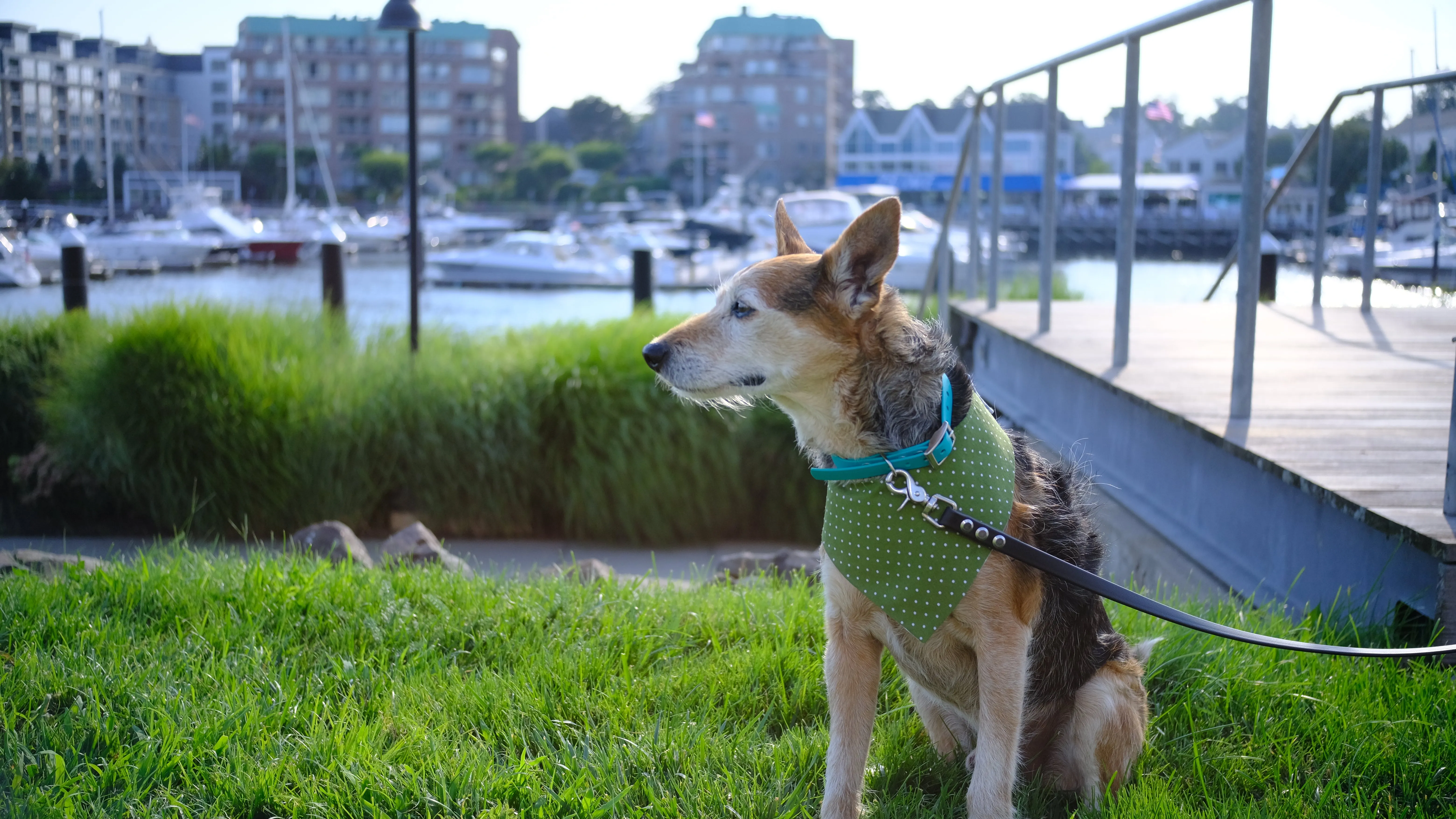 Green and White Polka Dots with Blue Gingham Velcro Bandana