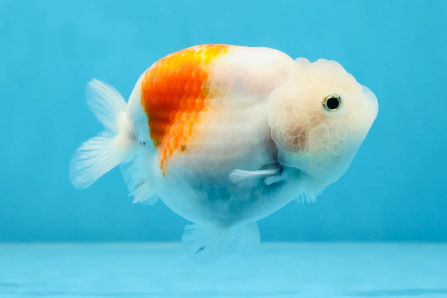 Sakura Breeze Blue Base LionChu Female 4-4.5 inches #020725LC_06