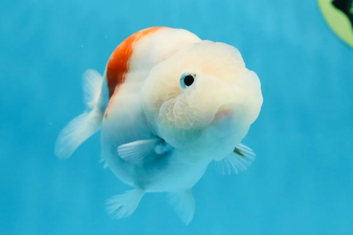 Sakura Breeze Blue Base LionChu Female 4-4.5 inches #020725LC_06