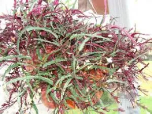 WAFFLE-NARROW LEAF